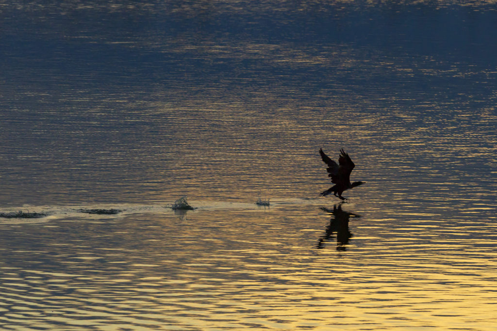 Potrebka_Cormorant-Takeoff-1024x683.jpg