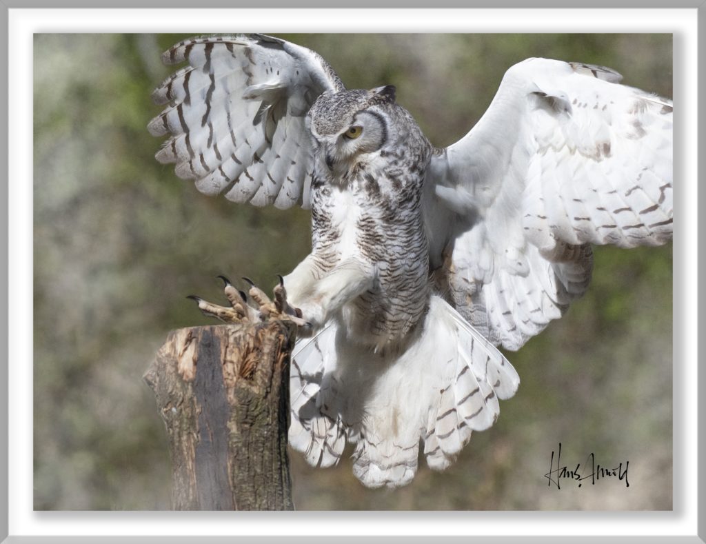 Arnold_Great-Horned-Owl-1024x789.jpg