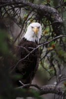“Growing Wild: Finding Purpose in Wildlife Photography and Community Building” (Dustin Glaseman) Cancelled, will be rescheduled