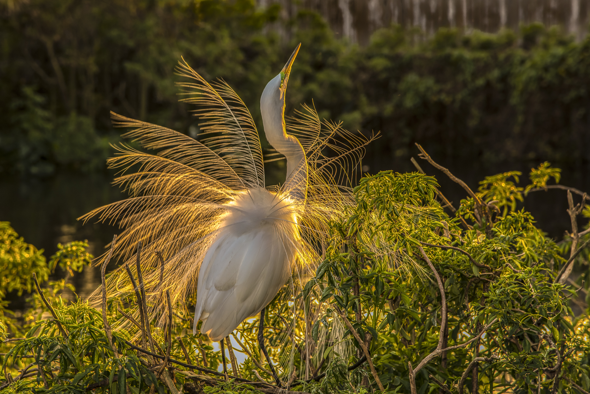GREAT-EGRET-DISPLAY-804.jpg