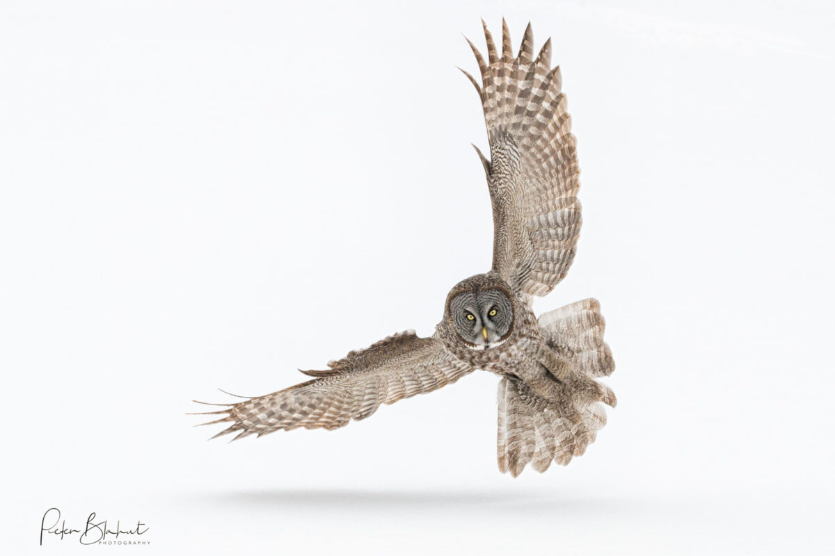 1002_Peter-Blahut,Great Grey Owl_mar2026