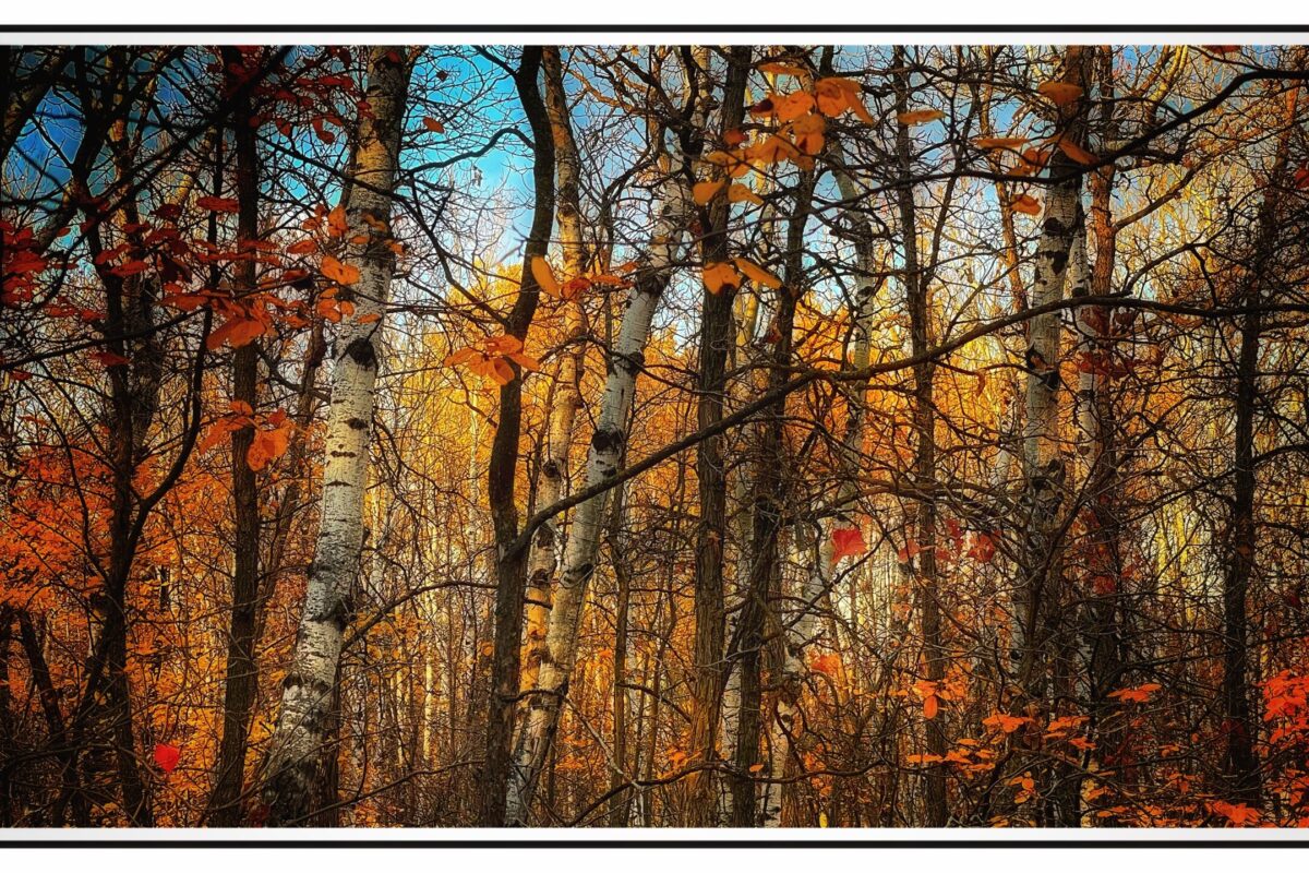 1003_Mark-Boreskie,Fall in the Bois-des-Esprit
