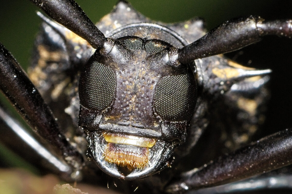 1006_Wolfgang-Jansen,Longhorn beetle