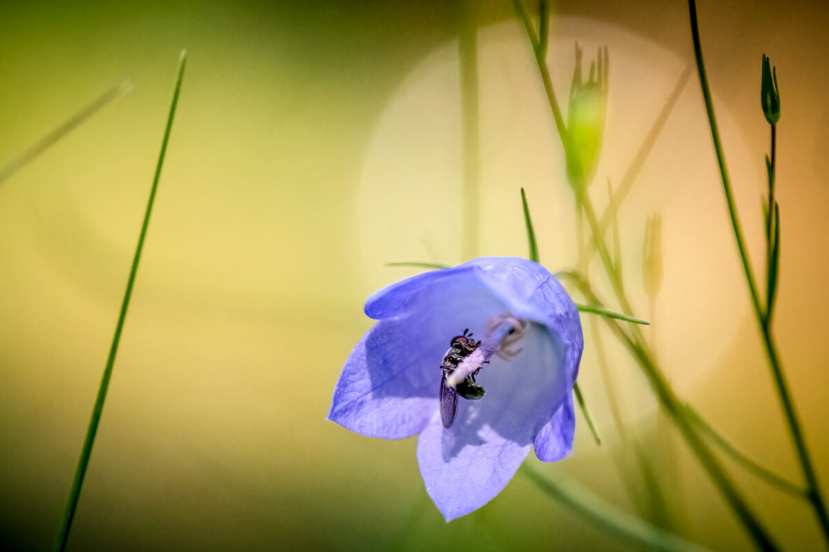1011_Barbara-McKay,Bluebell Morning