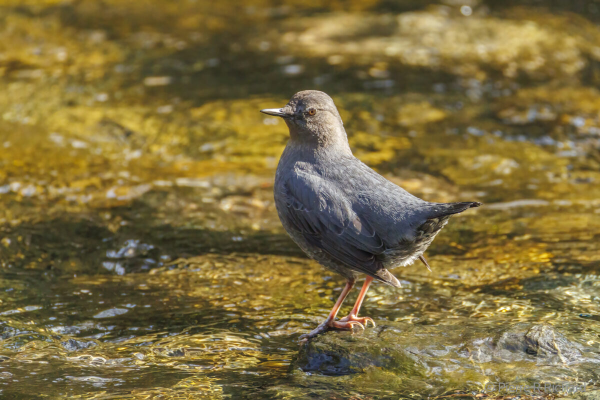1017_Pierre-Richard,American Dipper, Goldstream Park, Vancouver Island BC
