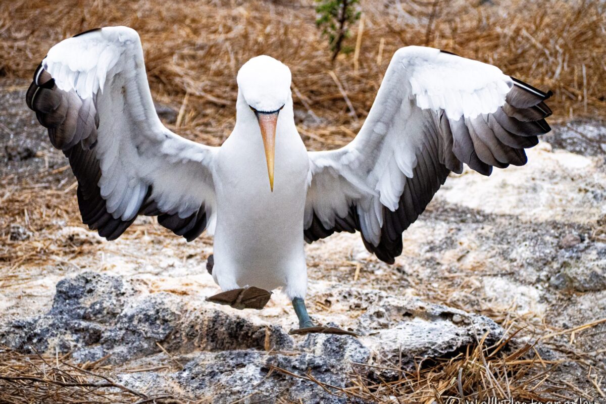 1023_Linda-Wall,Nazca Booby