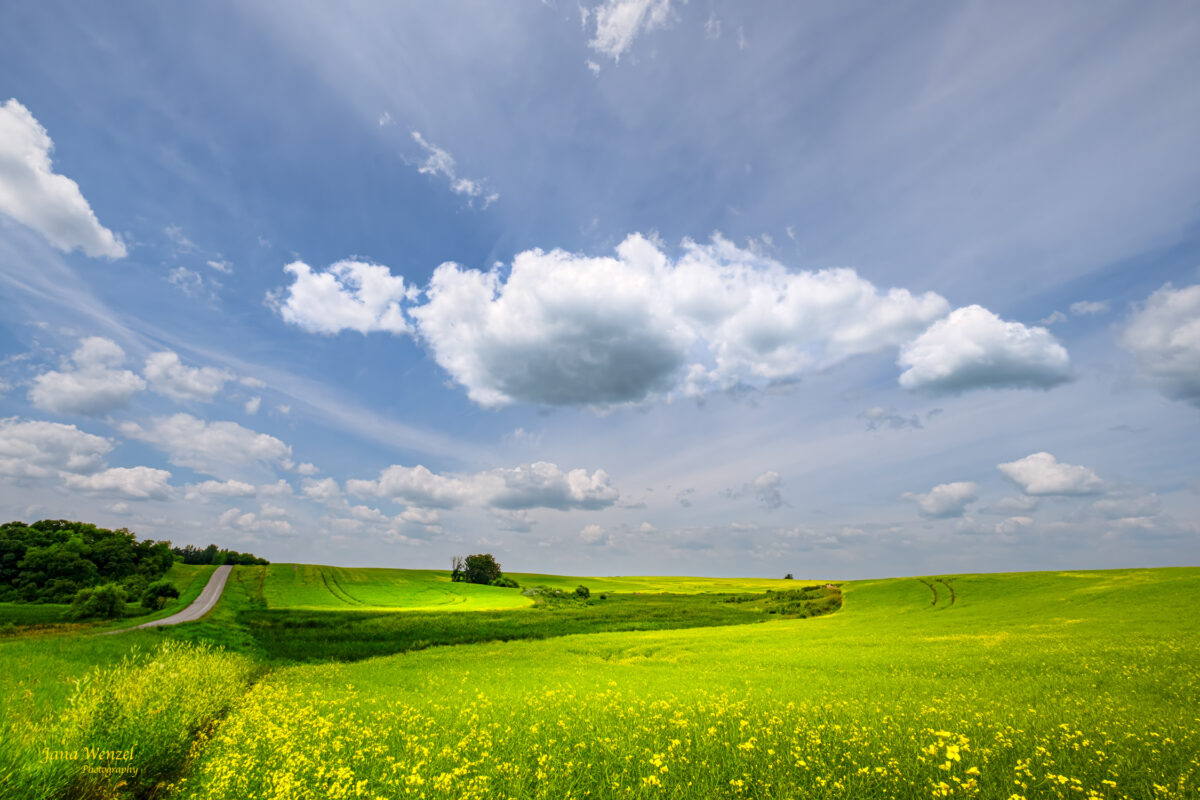 1024_Jana-Wenzel, Canola