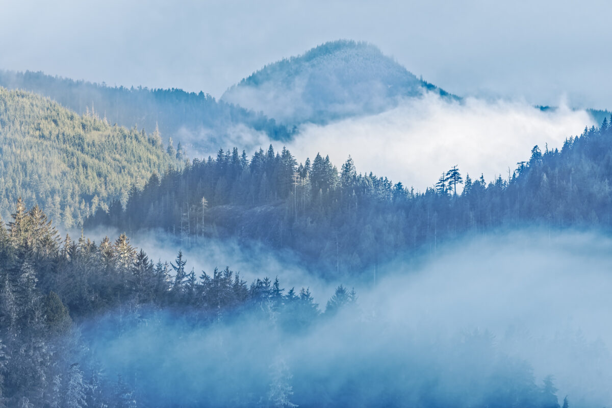1026_Robert-Bisson,Shrouded Hillside, Port Renfrew