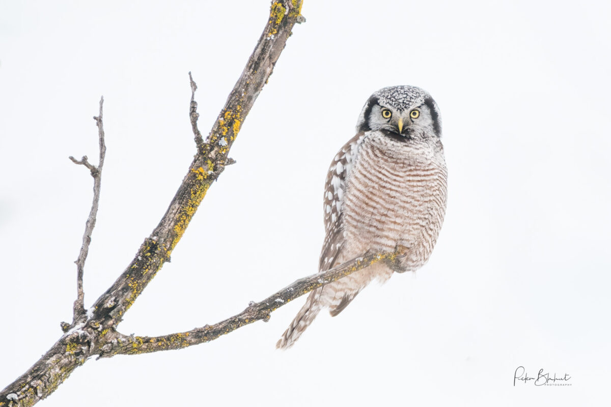 1027_Peter-Blahut,Northern Hawk Owl