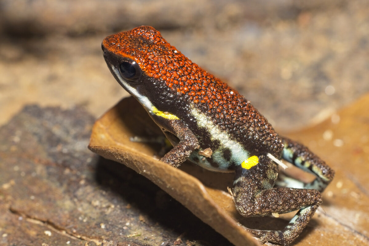 1031_Wolfgang-Jansen,Ecuador Poison Frog
