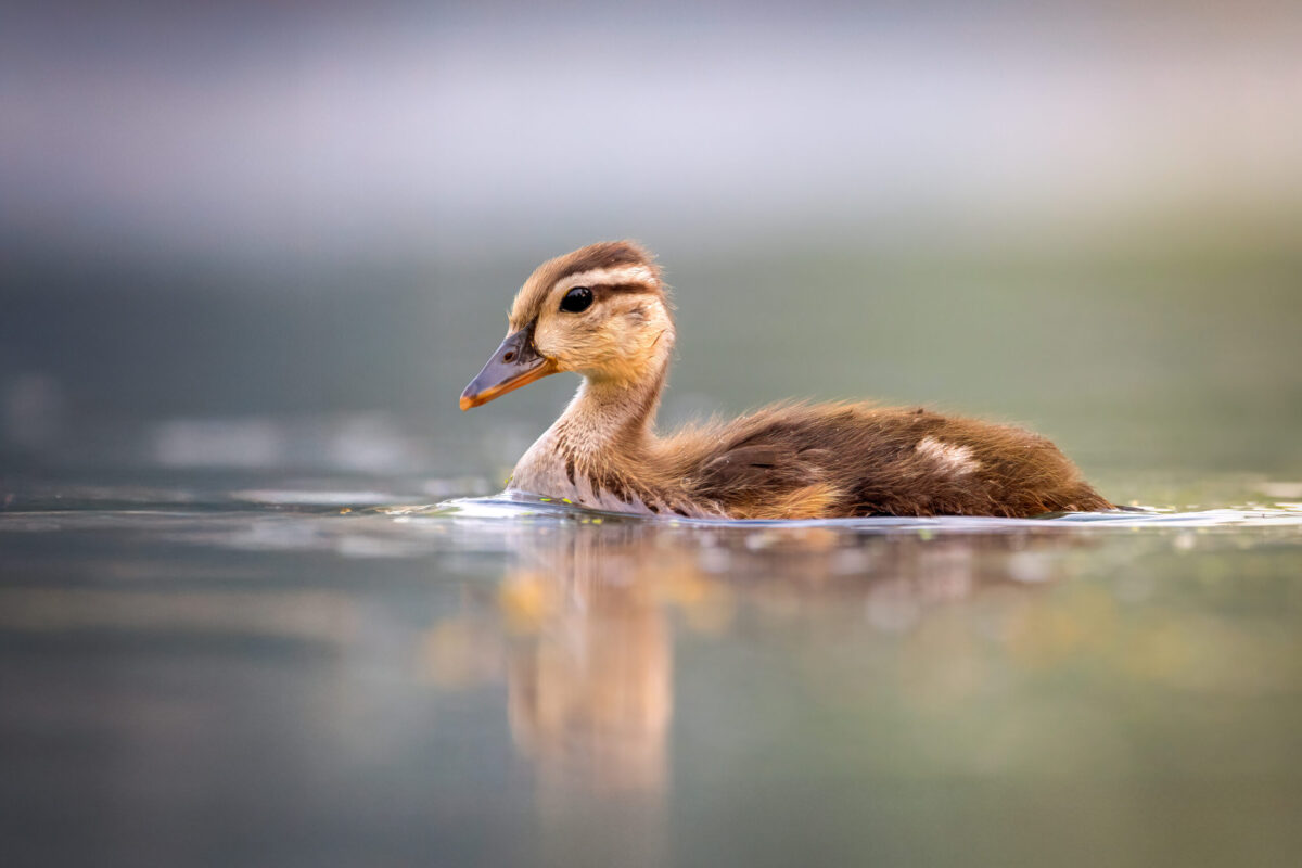 1034_Bruce-Leppky,First Light, First Swim
