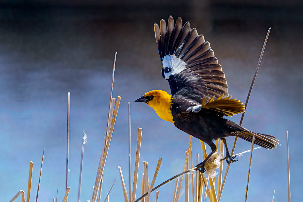 Yellow Headed Blackbird