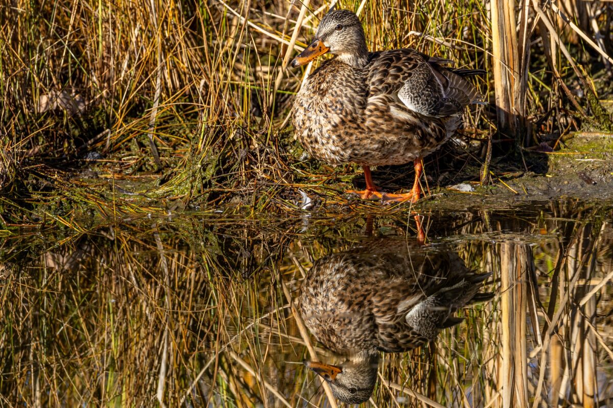 1039_David-Pavlich,Reflections