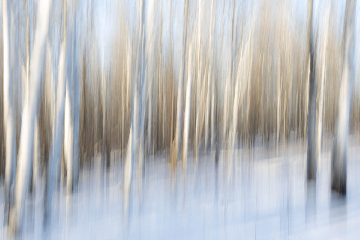 1041_Richard-Remnant,Winter Aspens