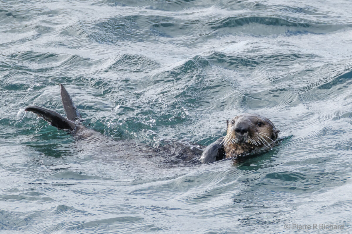 1042_Pierre-Richard,Sea Otter, Vancouver Island BC