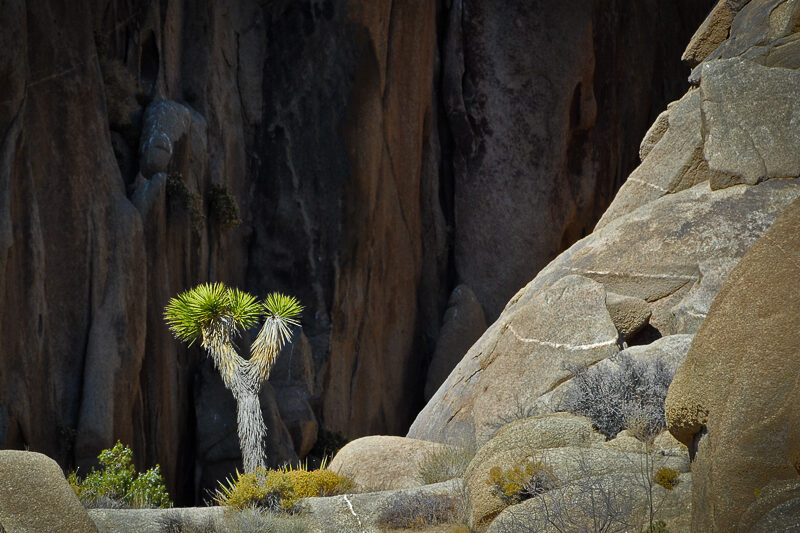1044_Ed-Sawatzky,Joshua Tree