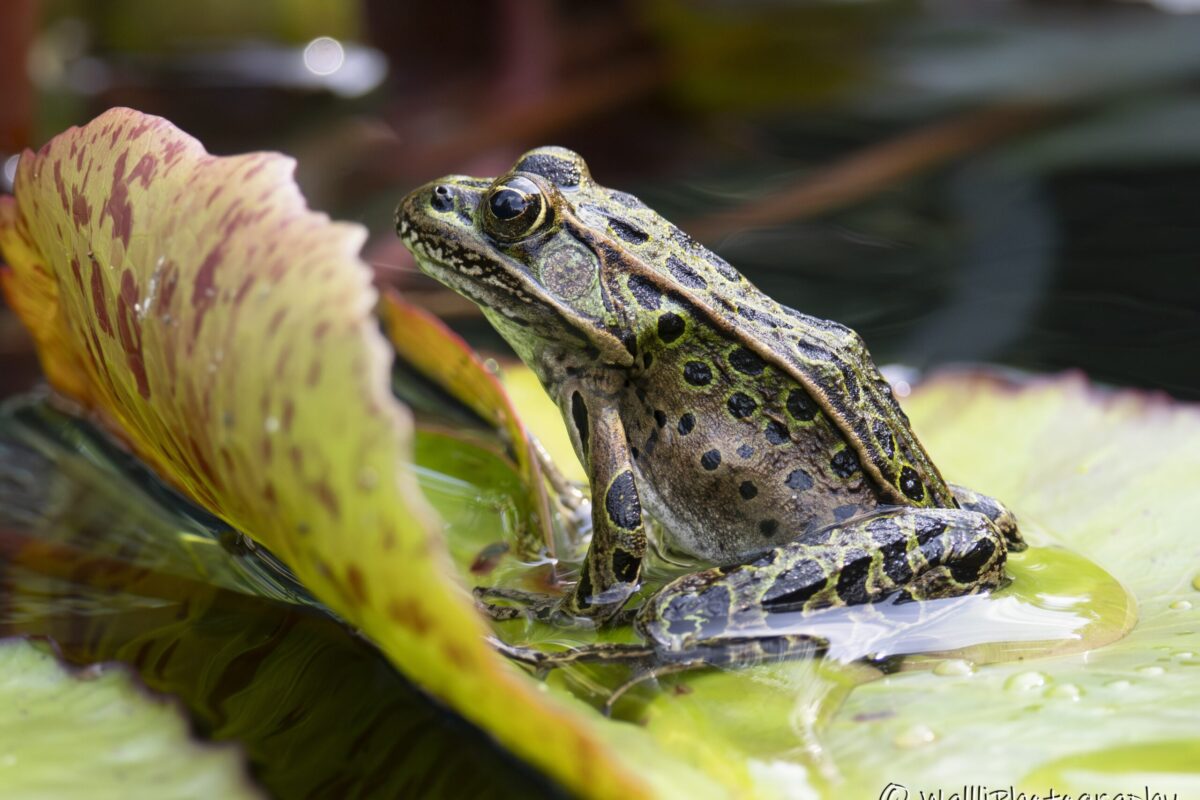 1048_Linda-Wall,Northern Leopard Frog