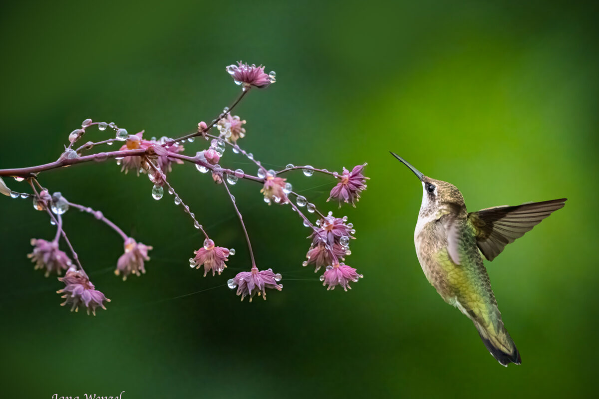 1049_Jana-Wenzel,Hummingbird