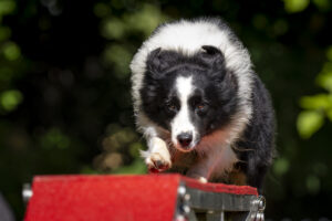“Need Fur Speed: Beyond The Action” (Candice Daum)